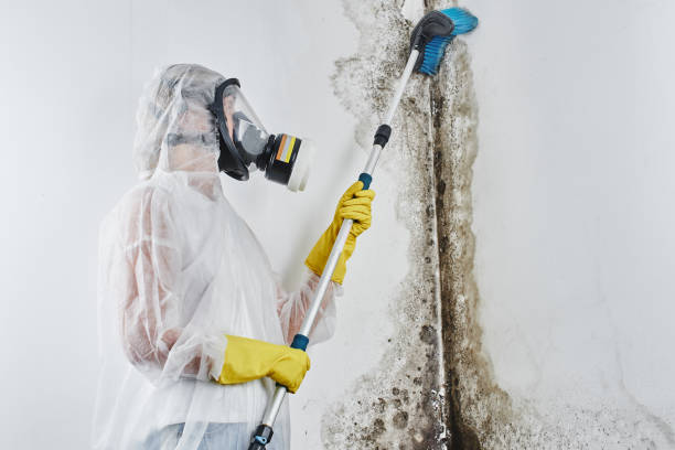 Best Mold Testing and Inspection Services in River Oaks, TX