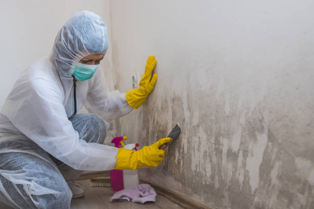 Best Bathroom Mold Remediation in River Oaks, TX