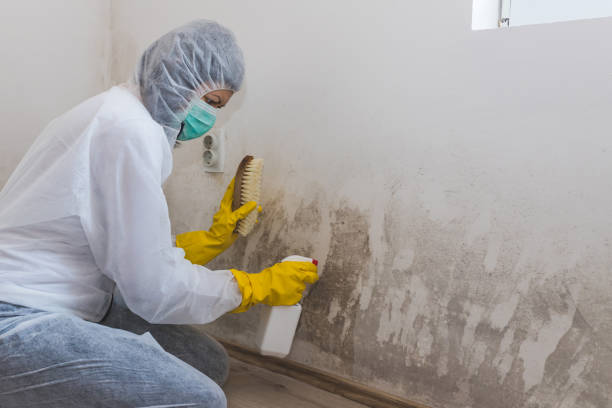 Best Residential Mold Remediation in River Oaks, TX