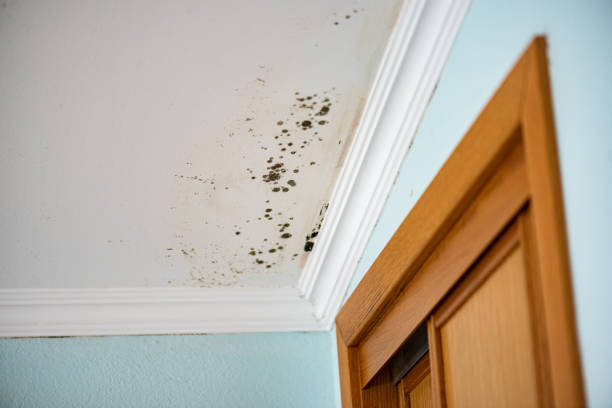 Best Industrial Mold Remediation in River Oaks, TX