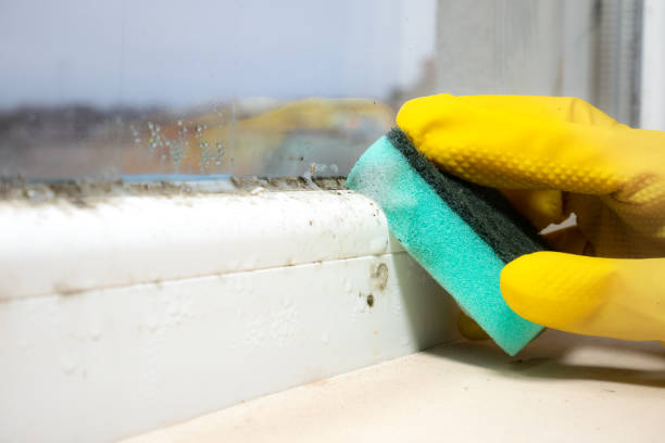 Best Residential Mold Remediation in River Oaks, TX