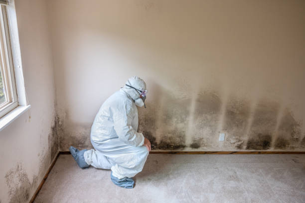 Best Commercial Mold Remediation in River Oaks, TX