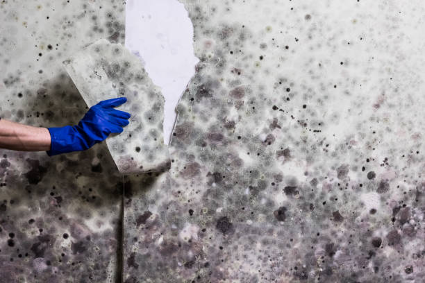 Best Kitchen Mold Remediation in River Oaks, TX