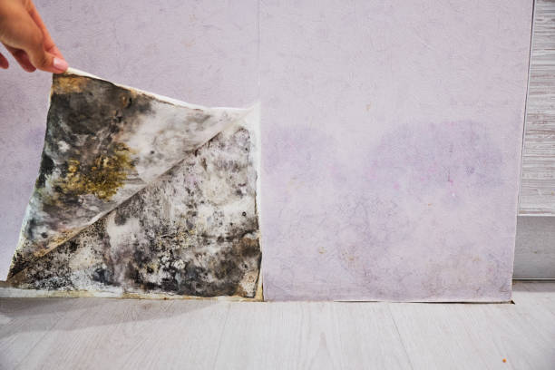 Reliable River Oaks, TX Mold Remediation Solutions